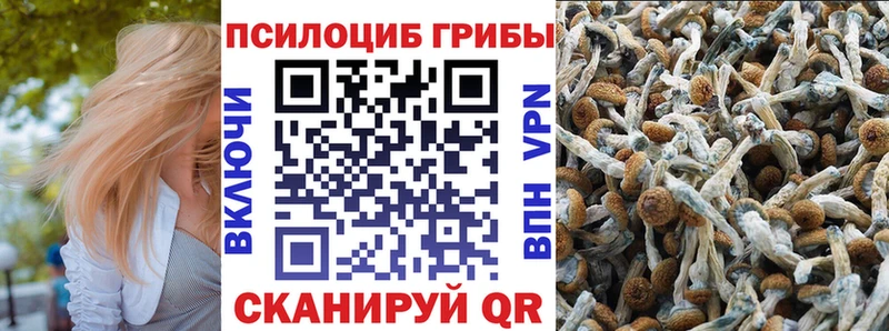 купить наркоту  Чекалин  Псилоцибиновые грибы прущие грибы 